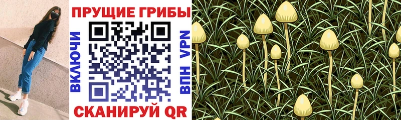 Купить закладки  Мещовск  Псилоцибиновые грибы Psilocybine cubensis 